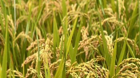 Rice ripening in the autumn fields Stock Footage 251098808