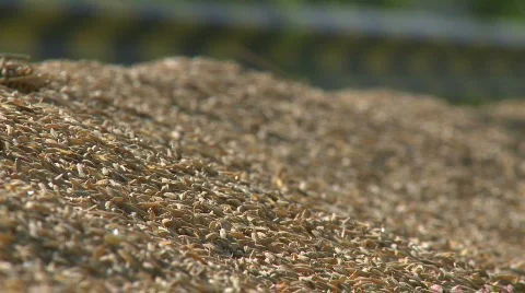 Rice on the road for drying is been turned over Video stock 474858