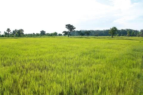 The rice sapling are growing up in rice field Stock Photos