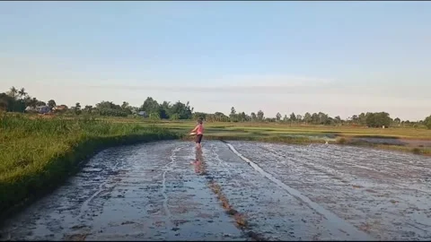 Rice Seed Broadcasting by Vietnamese Farmer on Flooded Paddy Field Stock Footage 336978173