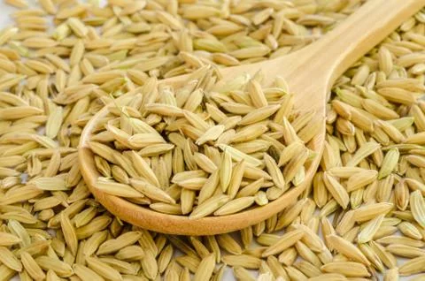 Rice seed. Stock Photos