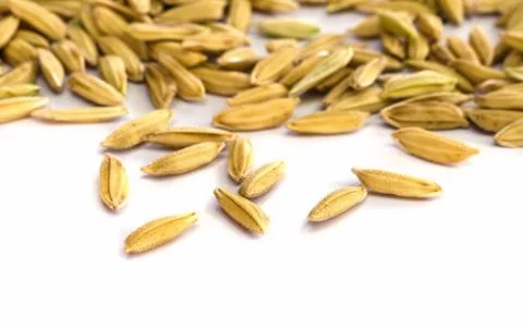 Rice seed. Stock Photos