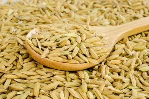 Rice seed. Stock Photos