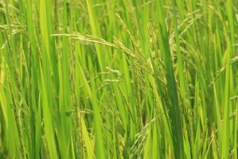 Rice seed Stock Photos