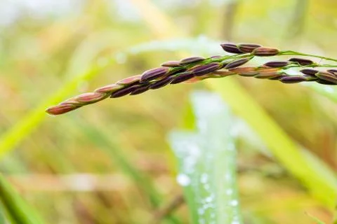 The rice seed Stock Photos