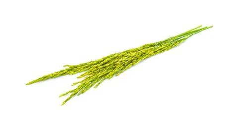 Rice seed on white background. Stock Photos