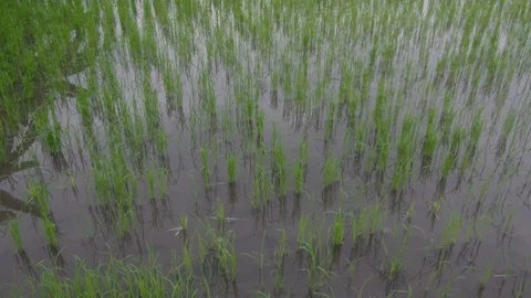 Rice seeding in the paddy field Stock Footage 93038498