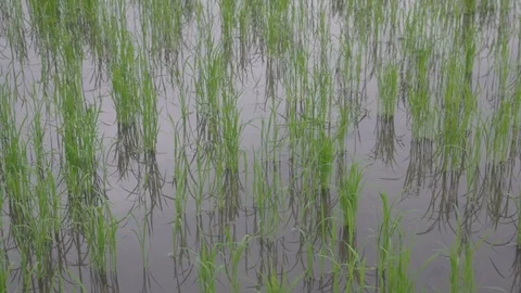 Rice seeding in the paddy field Stock Footage 93038819