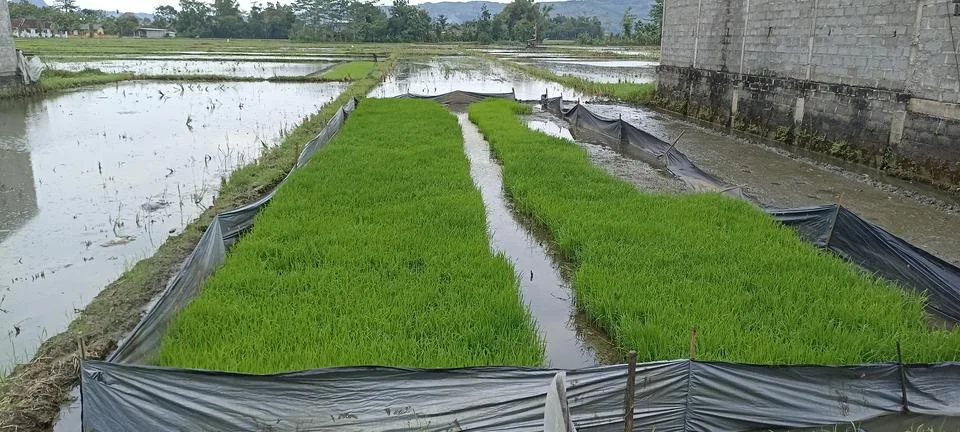 RICE SEEDING Foto stock