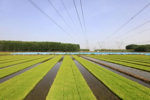 Rice seedling bed Stock Photos