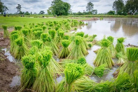 Rice seedling Foto stock