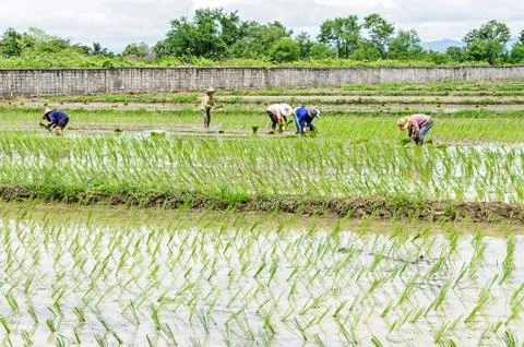 Rice seedling transplanting Stock Photos