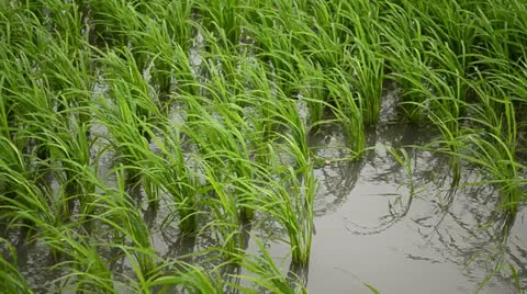 Rice Seedlings 001 Video stock 24234230