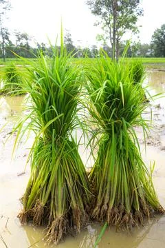 Rice seedlings are placed in the fields to be planted in the farmland. Stock Photos