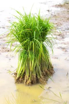 Rice seedlings are placed in the fields to be planted in the farmland. Stock Photos