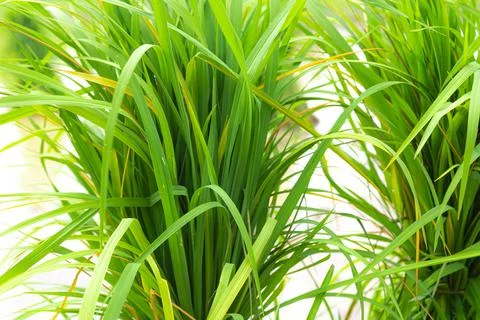 Rice seedlings are placed in the fields to be planted in the farmland. Stock Photos