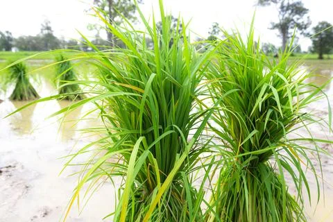 Rice seedlings are placed in the fields to be planted in the farmland. Stock Photos