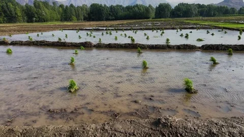 Rice Seedlings Bundle Distributed in Fields for Planting Vídeo Stock 311972781