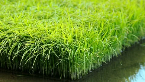 Rice seedlings on the field. Stock Footage 99026313