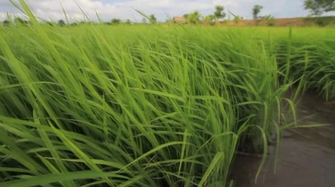 Rice seedlings. Stock Footage 7902277