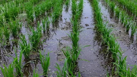 Rice seedlings growing in shallow flooded field during early cultivation stage Stock Footage 341382152