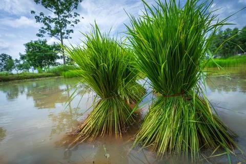Rice seedlings that have been pulled up and tied together, ready for transp.. Stock Photos