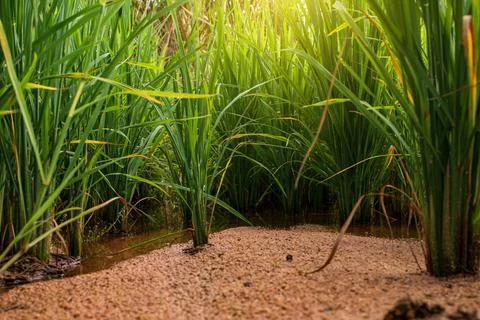 Rice seedlings in a low angle plot Stock Photos