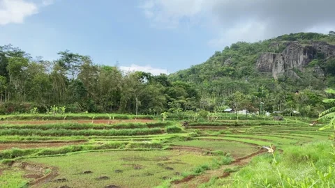 Rice seedlings paddy fields. Nglanggeran Mountain Ancient Volcano. 4k Stock-Footage 247011302