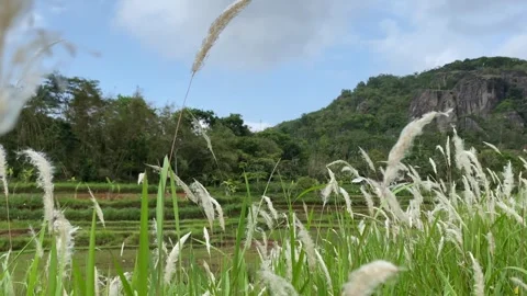 Rice seedlings paddy fields. Nglanggeran Mountain Ancient Volcano. 4k Stock-Footage 247011373