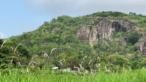 Rice seedlings paddy fields. Nglanggeran Mountain Ancient Volcano. 4k Stock-Footage 247011407