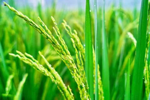 Rice seedlings Stock Photos
