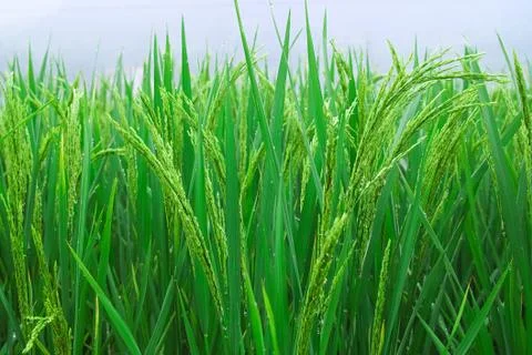 Rice seedlings Stock Photos