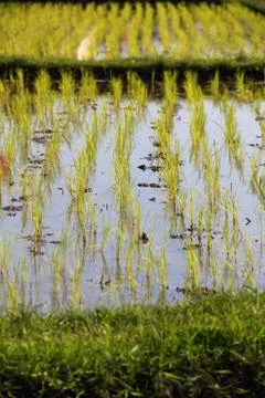 Rice seedlings Stock Photos