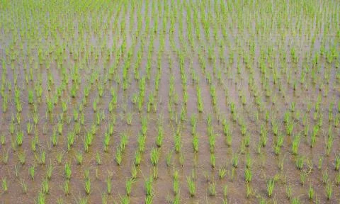Rice seedlings Foto stock