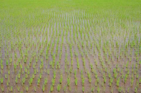 Rice seedlings 스톡 사진