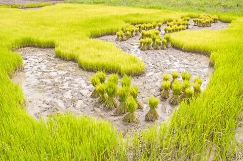 Rice seedlings Stock Photos