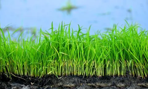 Rice seedlings Stock Photos
