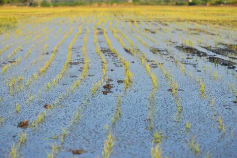 Rice seedlings Stock Photos