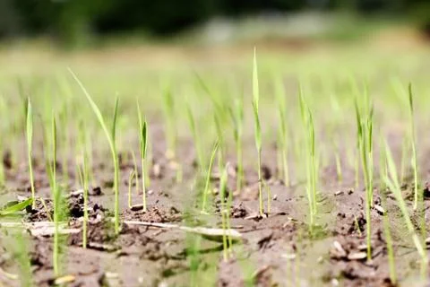 Rice seedlings Stock Photos