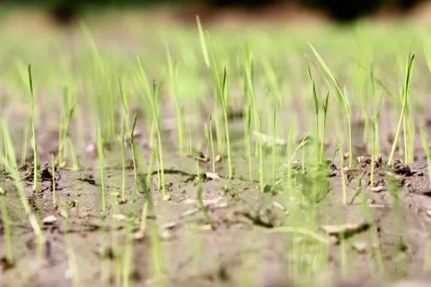 Rice seedlings Stock Photos