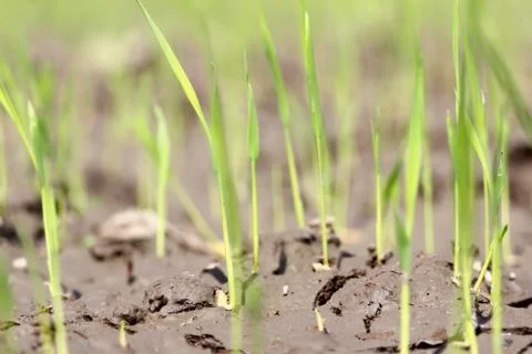 Rice seedlings Stock Photos