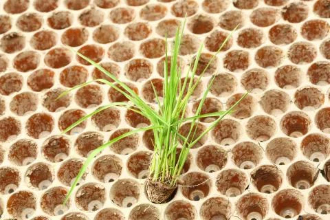 Rice seedlings Stock Photos