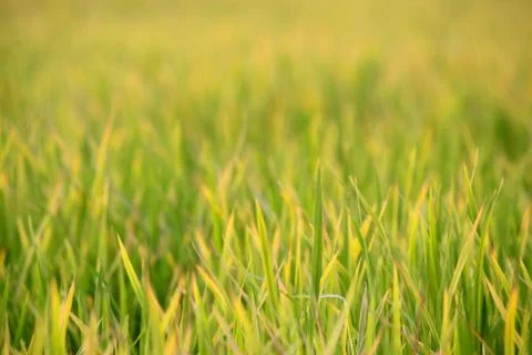 Rice seedlings Stock Photos