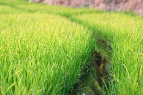 Rice seedlings Stock Photos