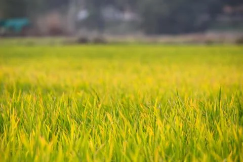 Rice seedlings Stock Photos