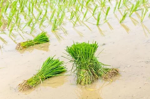 A rice seedlings Stock-Fotos