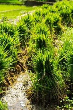 Rice seedlings Stock Photos