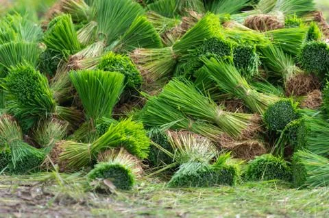 Rice seedlings Stock Photos
