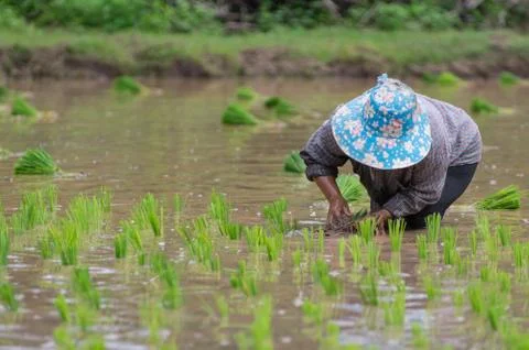 Rice seedlings Stock Photos