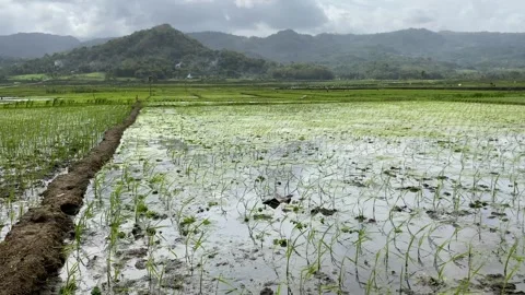 Rice seedlings planted in the soil. paddy fields with mountain. 4k Video stock 247010893